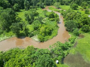 Photograph of Lewis Creek meandering through forested wetlands.